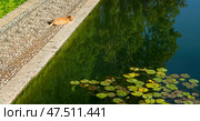 A ginger cat rests on the edge of a pond, with its reflection visible in the still water, surrounded by greenery and lily pads. Стоковое фото, фотограф Елена  Попкова / Фотобанк Лори