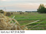 Тюки сена в поле. Стоковое фото, фотограф Роман Иванов / Фотобанк Лори