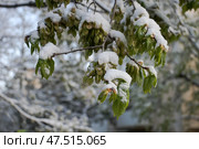 Ветки  и листья вяза, присыпанные снегом. Стоковое фото, фотограф Snezka / Фотобанк Лори