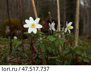 Ветреница дубравная - лат. Anemone. Стоковое фото, фотограф Ави Христова / Фотобанк Лори