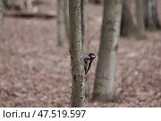 Большой пестрый дятел (Dendrocopos major) держится вертикально на стволе дерева в лиственном лесу на размытом фоне. Дикая природа, орнитология. Стоковое фото, фотограф Евгений Ковальский / Фотобанк Лори
