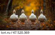 Autumnal Escapade: A Quorum of Quacking White Fowl Strutting Through an Amber Woodland Path. Стоковое AI-изображение, AI-художник Данила Большаков / Фотобанк Лори