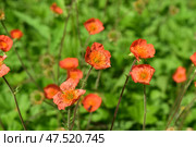 Bright orange anemone flowers field. Beautiful photography. Стоковое фото, фотограф Photolart / Фотобанк Лори