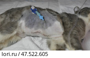 Postoperative wounds with a catheter in a young kitten. Стоковое фото, фотограф Mikhail Davidovich / Фотобанк Лори