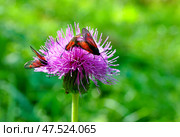 Пестрянка таволговая (лат. Zygaena filipendulae) на чертополохе. Стоковое фото, фотограф Александр Тараканов / Фотобанк Лори