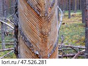 Следы на сосне после сбора живицы. Стоковое фото, фотограф Сергей  Шабанов / Фотобанк Лори