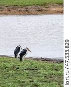 Two African marabou birds on lake shore, Kruger National Park. Стоковое фото, фотограф Екатерина Якименко / Фотобанк Лори
