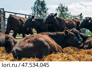 Black Angus calves in the open air. Стоковое фото, фотограф Ольга Сейфутдинова / Фотобанк Лори