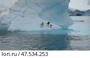 Many Gentoo penguins stand on the ice and jump into the water, with splash. Antarctic ice, protection of the environment. Стоковое видео, видеограф Vladimir / Фотобанк Лори