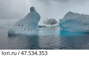 Many Gentoo penguins stand on the ice and jump into the water, with splash. Antarctic ice, protection of the environment. Стоковое видео, видеограф Vladimir / Фотобанк Лори