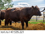 Black Angus calves in the open air. Стоковое фото, фотограф Ольга Сейфутдинова / Фотобанк Лори