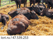 Black Angus calves in the open air. Стоковое фото, фотограф Ольга Сейфутдинова / Фотобанк Лори
