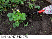 Gardening activities at a home garden with strawberry plants during springtime. Стоковое фото, фотограф Вербицкая Светлана / Фотобанк Лори