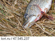 A pike caught on dry autumn grass. Стоковое фото, фотограф Александр Прошкин / Фотобанк Лори