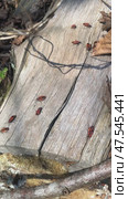 Firebugs are crawling on a piece of felled wood. Pyrrhocoris apterus on the dry log in the forest. Стоковое видео, видеограф Лариса Потехина / Фотобанк Лори