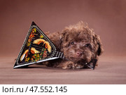 Puppy with musical instrument. Стоковое фото, фотограф Екатерина Горохова / Фотобанк Лори
