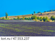 Rural autumn landscape with a neatly plowed and sown field. Young shoots are visible, breaking through the dark soil. The field stretches to the horizon, where hills begin, covered with dry grass and sparse trees, gradually turning into a green-yellow forest belt. The bright blue sky emphasizes the purity and openness of the rural nature. The picture is filled with a feeling of space, silence and tranquility. Стоковое фото, фотограф Анна Кривицкая / Фотобанк Лори