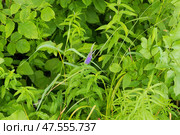 Вероника длиннолистная (лат. Veronica longifolia) на правом берегу реки Дон, Волгоградская область, Россия. Стоковое фото, фотограф Андрей Цыганков / Фотобанк Лори