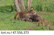 Bear mother feeding breast milk cubs. Стоковое видео, видеограф Михаил Коханчиков / Фотобанк Лори