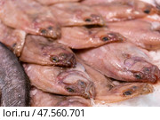 Crumbled ice, carcasses of solea fish trunk lie on its surface, close up. Стоковое фото, фотограф Яков Филимонов / Фотобанк Лори