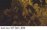 Bats hanging in cave. Стоковое видео, видеограф Михаил Коханчиков / Фотобанк Лори