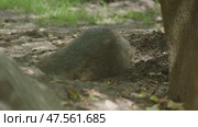 Prairie marmot digging burrow. Стоковое видео, видеограф Михаил Коханчиков / Фотобанк Лори