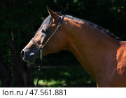 Purebred Arabian Horse, portrait of a bay stallion in dark green trees background. Гнедая Арабская лошадь, портрет жеребца на фоне темной зелени деревьев. Стоковое фото, фотограф Михаил Кондрашов / Фотобанк Лори