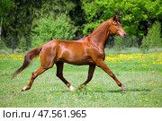 Galloping sports race horse in the spring field. Спортивная скаковая лошадь бежит галопом по зеленому весеннему цветущему полю. Стоковое фото, фотограф Михаил Кондрашов / Фотобанк Лори