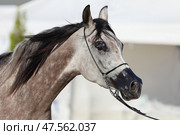 Arabian Horse, portrait of a dapple grey mare in stable background. Арабская лошадь, портрет серой в яблоках кобылы на фоне конюшни. Стоковое фото, фотограф Михаил Кондрашов / Фотобанк Лори