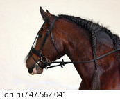 Percheron, a breed of heavy draft horse, against farm background. Тяжеловозная лошадь породы першерон на фоне стены конюшни. Стоковое фото, фотограф Михаил Кондрашов / Фотобанк Лори