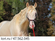 Young beautiful PRE Cremello andalusian horse rearing up. Молодой андалузский жеребец изабеллововой масти, портрет на фоне темных зеленых деревьев. Стоковое фото, фотограф Михаил Кондрашов / Фотобанк Лори