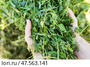 Bunch of freshly cut green herbs in hands on farmer. Стоковое фото, фотограф Яков Филимонов / Фотобанк Лори
