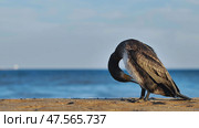Great cormorant preening its feathers on Crimean beach. Стоковое фото, фотограф Mikhail Davidovich / Фотобанк Лори