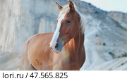 Chestnut horse standing in the White Rock quarries of Belogorsk, Crimea. Стоковое фото, фотограф Mikhail Davidovich / Фотобанк Лори