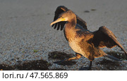 Great cormorant - phalacrocorax carbo - standing on the beach with spread wings drying its feathers in crimea, black sea. Стоковое фото, фотограф Mikhail Davidovich / Фотобанк Лори