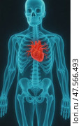 Human heart beating inside skeleton chest anatomy. Стоковое AI-видео, аниматор Юрий Поздников / Фотобанк Лори