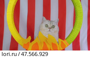 Curious cat performing trick through hoop against striped circus background. Стоковое видео, видеограф Zakharova Natasha / Фотобанк Лори
