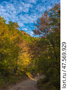 Autumn forest road in the Crimean mountains. A narrow dirt path leads through a colorful forest, painted in bright colors of autumn: green, yellow, orange and reddish leaves. Soft sunlight breaks through the treetops. In the distance, you can see the top of a cliff, and above it, the sky with picturesque clouds. An atmosphere of comfort, silence and unity with nature. Стоковое фото, фотограф Анна Кривицкая / Фотобанк Лори