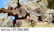 Blossom sakura white flowers close up. Стоковое фото, фотограф Photolart / Фотобанк Лори