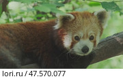 Red panda on tree. Стоковое видео, видеограф Михаил Коханчиков / Фотобанк Лори