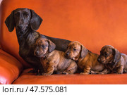 Dachshund dog family on orange couch. Стоковое фото, фотограф Екатерина Горохова / Фотобанк Лори
