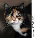A close-up of a calico cat (tortoiseshell). Its expressive green eyes and pink nose are the center of the composition. The animal looks directly at the camera, creating a sense of contact and presence. The details of the fur with black, red and white areas are clearly visible. The dark, neutral background emphasizes the cat and does not distract attention. The photo is great for the following themes: pets, cats, animal portraits, pet care, street and rescue animals. Стоковое фото, фотограф Анна Кривицкая / Фотобанк Лори
