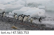 Adelie Penguins walk along beach. Стоковое видео, видеограф Vladimir / Фотобанк Лори