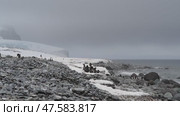 Adelie Penguins walk along beach. Стоковое видео, видеограф Vladimir / Фотобанк Лори