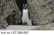 One little African penguin on sandy beach hiding between rocks. Spheniscus demersus or jackass penguin. Colony on Boulders Beach Nature Reserve in Simon's Town in South Africa. Wildlife nature birds. Стоковое видео, видеограф Vladimir / Фотобанк Лори