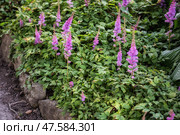 Astilbe chinensis, Астильба китайская карликовая. Стоковое фото, фотограф Юлия Бабкина / Фотобанк Лори
