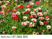 Argyranthemum. Стоковое фото, фотограф Юлия Бабкина / Фотобанк Лори