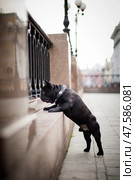 Black bulldog looking out through the fence. Стоковое фото, фотограф Екатерина Горохова / Фотобанк Лори