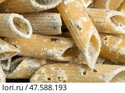 Close up of spoiled uncooked pasta with a rice weevil. Стоковое фото, фотограф Георгий Дзюра / Фотобанк Лори