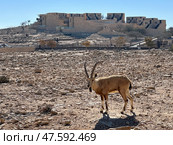 Wild Nubian ibex (Capra nubiana) in front of the Bereshit Hotel. Редакционное фото, фотограф Irina Opachevsky / Фотобанк Лори